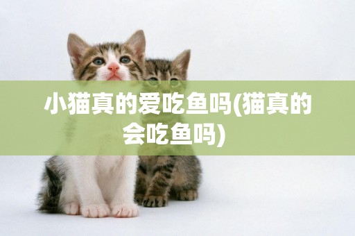 小貓真的愛吃魚嗎(貓真的會吃魚嗎) 
