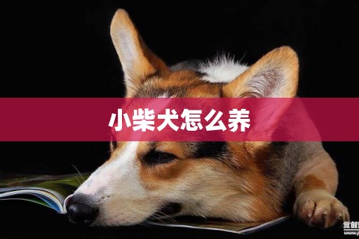 小柴犬怎么養