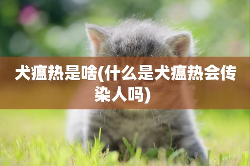 犬瘟熱是啥(什么是犬瘟熱會傳染人嗎) 