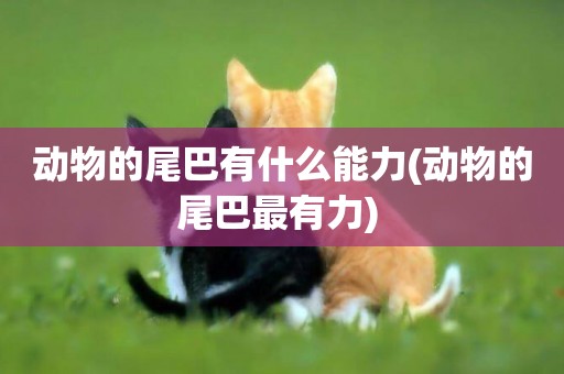 動物的尾巴有什么能力(動物的尾巴最有力) 