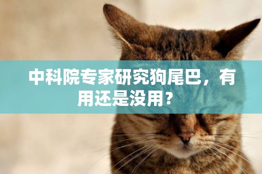 中科院專家研究狗尾巴，有用還是沒用？ 