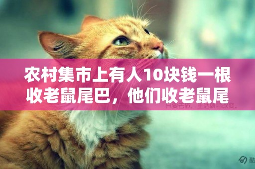 農村集市上有人10塊錢一根收老鼠尾巴，他們收老鼠尾巴有什么用 