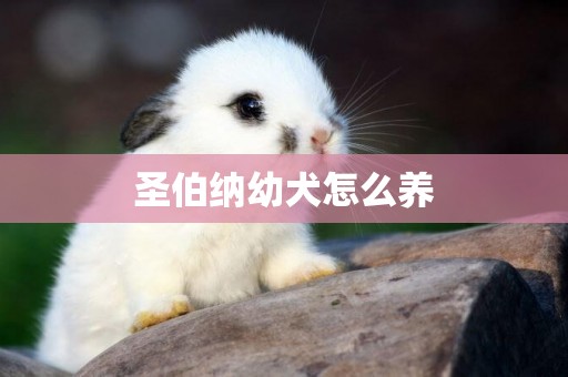 圣伯納幼犬怎么養