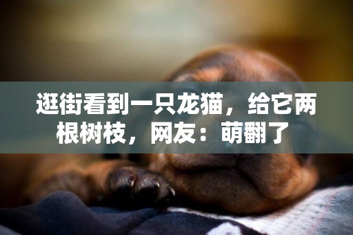 逛街看到一只龍貓，給它兩根樹枝，網友：萌翻了 