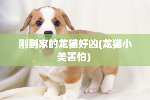 剛到家的龍貓好兇(龍貓小美害怕) 