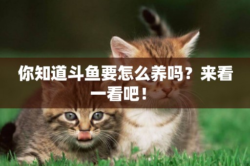 你知道斗魚要怎么養嗎？來看一看吧！ 