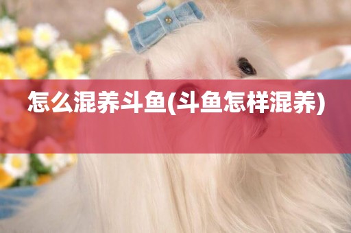 怎么混養斗魚(斗魚怎樣混養) 