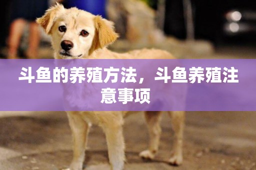 斗魚的養殖方法，斗魚養殖注意事項 