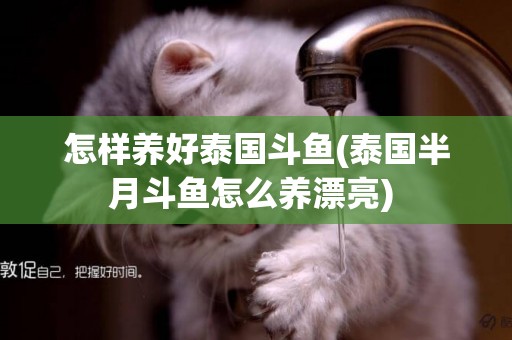 怎樣養好泰國斗魚(泰國半月斗魚怎么養漂亮) 