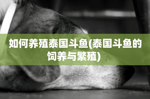 如何養殖泰國斗魚(泰國斗魚的飼養與繁殖) 