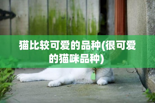 貓比較可愛的品種(很可愛的貓咪品種) 