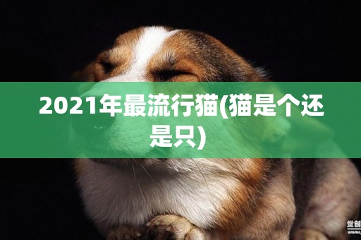 2021年最流行貓(貓是個還是只) 