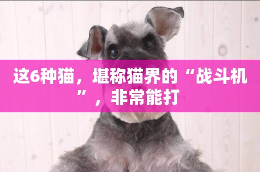 這6種貓，堪稱貓界的“戰斗機”，非常能打 