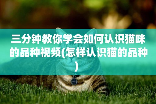 三分鐘教你學會如何認識貓咪的品種視頻(怎樣認識貓的品種) 