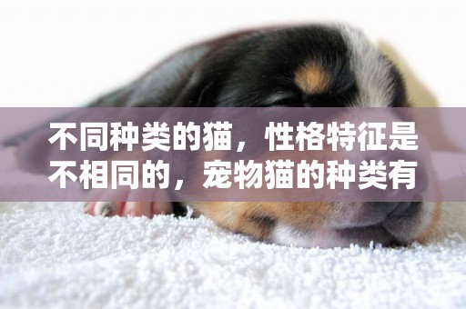 不同種類的貓，性格特征是不相同的，寵物貓的種類有哪些 