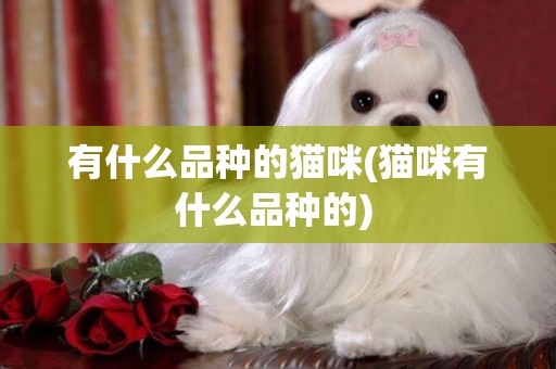 有什么品種的貓咪(貓咪有什么品種的) 