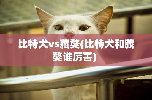 比特犬vs藏獒(比特犬和藏獒誰厲害) 