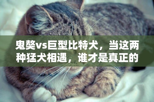 鬼獒vs巨型比特犬，當這兩種猛犬相遇，誰才是真正的老虎克星呢？ 