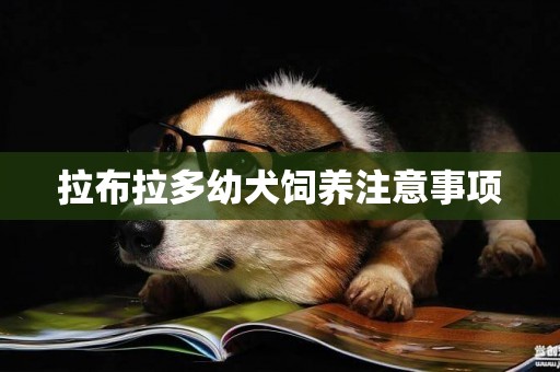 拉布拉多幼犬飼養注意事項