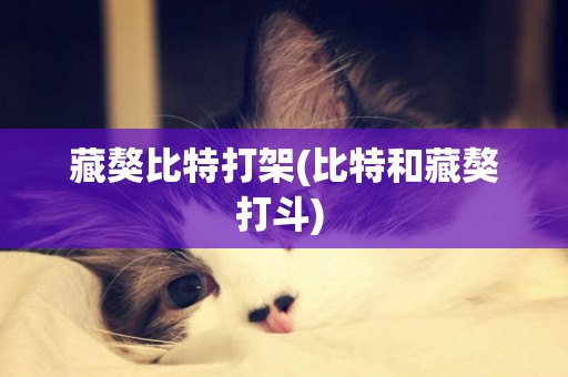 藏獒比特打架(比特和藏獒打斗) 