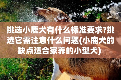 挑選小鹿犬有什么標準要求?挑選它需注意什么問題(小鹿犬的缺點適合家養的小型犬) 