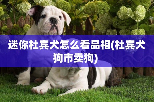 迷你杜賓犬怎么看品相(杜賓犬狗市賣狗) 