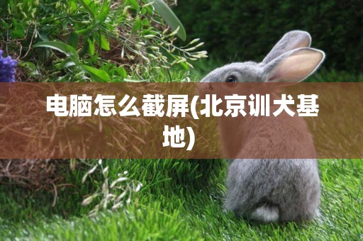 電腦怎么截屏(北京訓犬基地) 