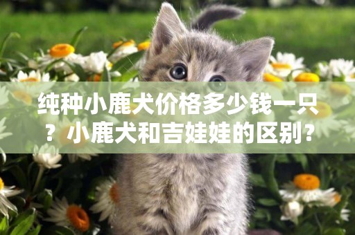 純種小鹿犬價格多少錢一只？小鹿犬和吉娃娃的區別？ 