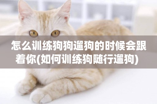 怎么訓練狗狗遛狗的時候會跟著你(如何訓練狗隨行遛狗) 
