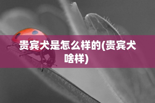 貴賓犬是怎么樣的(貴賓犬啥樣) 