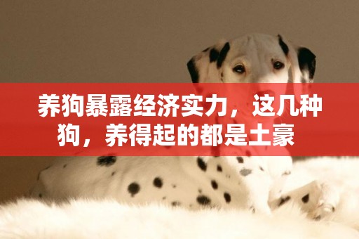 養狗暴露經濟實力，這幾種狗，養得起的都是土豪 