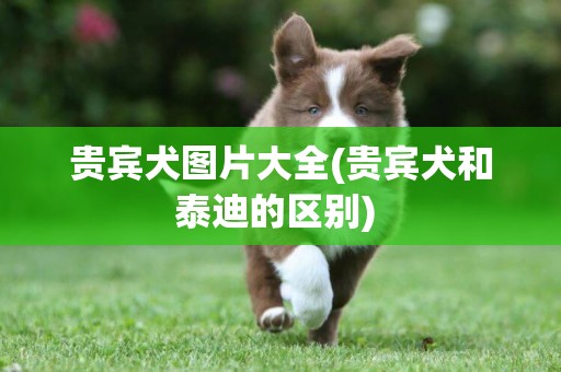 貴賓犬圖片大全(貴賓犬和泰迪的區別) 