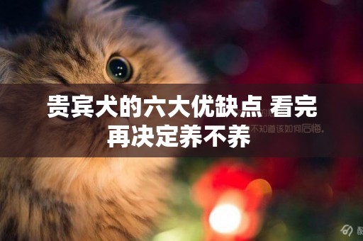 貴賓犬的六大優缺點 看完再決定養不養 