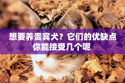 想要養貴賓犬？它們的優缺點你能接受幾個呢 