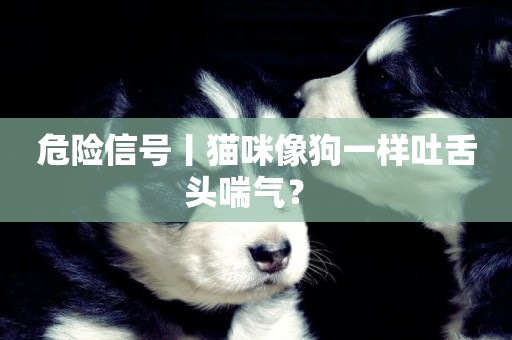 危險信號丨貓咪像狗一樣吐舌頭喘氣？ 
