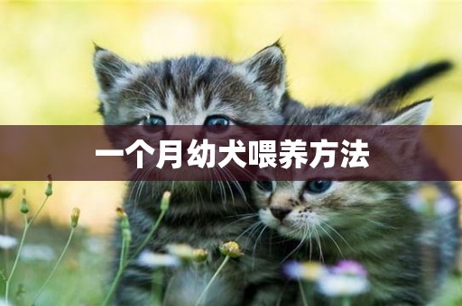 一個月幼犬喂養方法