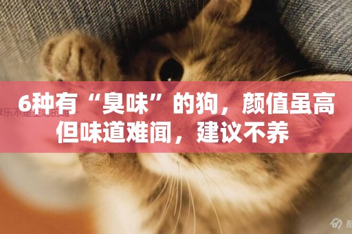 6種有“臭味”的狗，顏值雖高但味道難聞，建議不養 