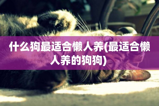 什么狗最適合懶人養(最適合懶人養的狗狗) 