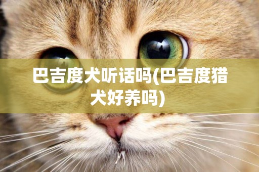 巴吉度犬聽話嗎(巴吉度獵犬好養嗎) 