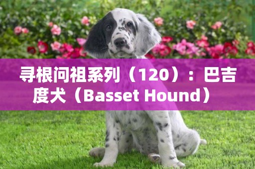 尋根問祖系列（120）：巴吉度犬（Basset Hound） 