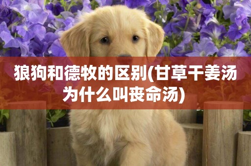 狼狗和德牧的區別(甘草干姜湯為什么叫喪命湯) 