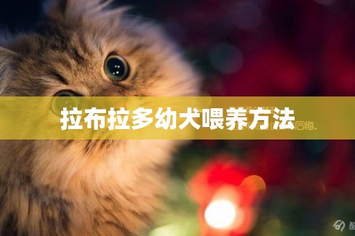 拉布拉多幼犬喂養方法
