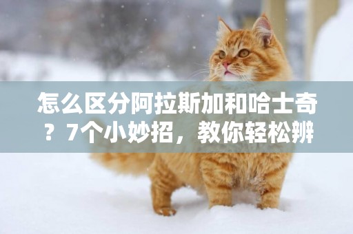 怎么區分阿拉斯加和哈士奇？7個小妙招，教你輕松辨別 