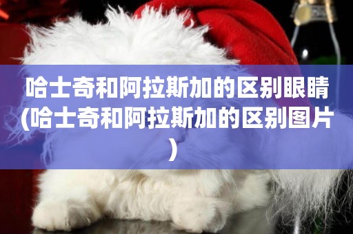 哈士奇和阿拉斯加的區別眼睛(哈士奇和阿拉斯加的區別圖片) 