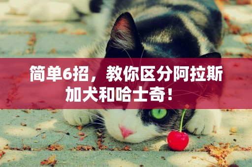 簡單6招，教你區分阿拉斯加犬和哈士奇！ 