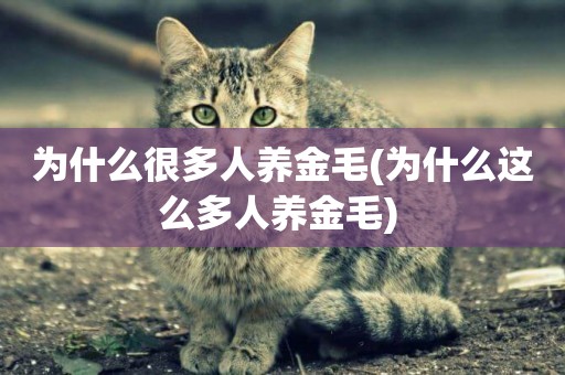 為什么很多人養金毛(為什么這么多人養金毛) 