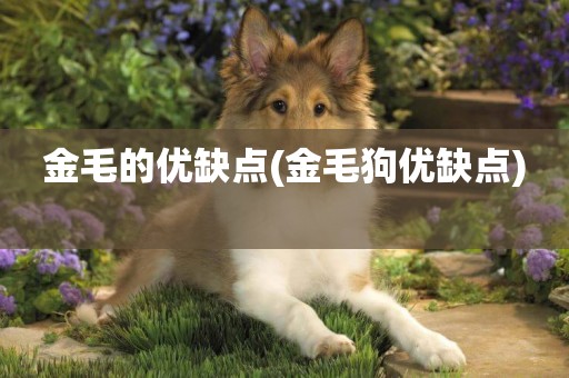 金毛的優缺點(金毛狗優缺點) 