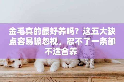金毛真的最好養嗎？這五大缺點容易被忽視，忍不了一條都不適合養 