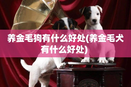 養金毛狗有什么好處(養金毛犬有什么好處) 