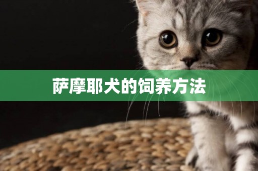 薩摩耶犬的飼養方法
